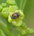 Minute two-spotted ladybird on jujube flower