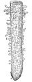 Structure of a root tip