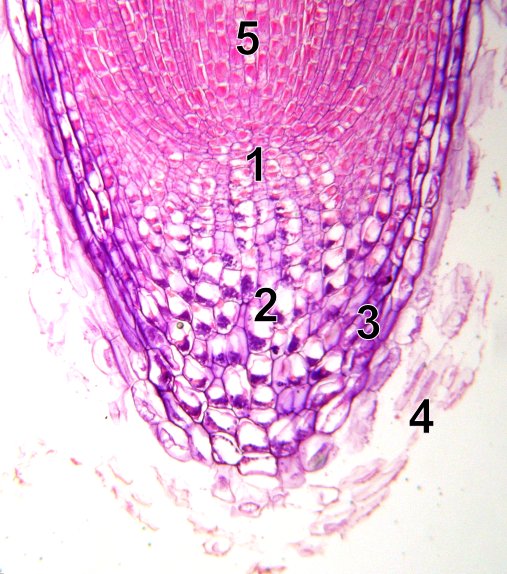 Anatomy of a Root: Longitudinal Section