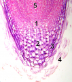 Root tip magnified 100×