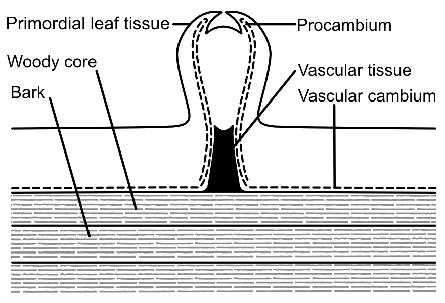 Anatomy of a Root: Sucker Shoot Development