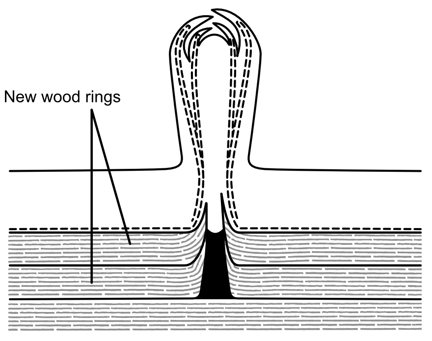 Anatomy of a Root: Sucker Shoot Development