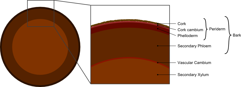 Anatomy of a Root: Sucker Shoot Development