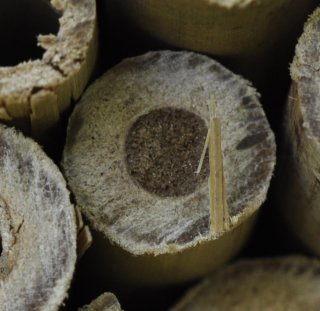 Bee Hotel Resident(s)!