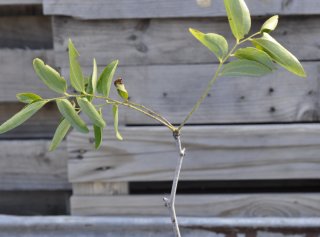 Updates on Recently Featured Trees