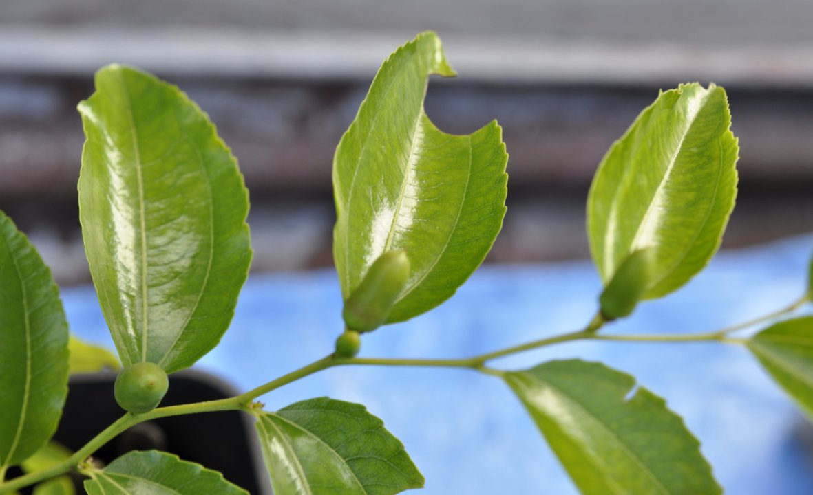 Cuttings Update