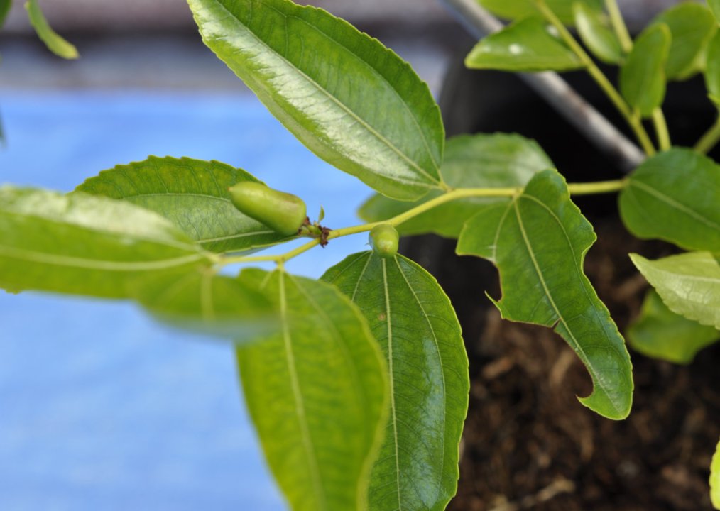 Cuttings Update