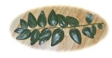 Jujube fruiting branchlet, underside