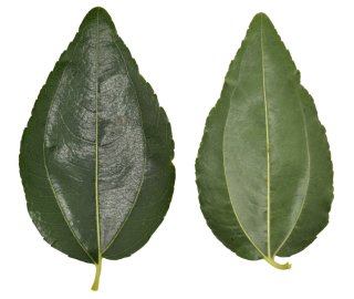 Describing a Jujube Leaf