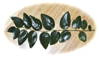 Describing a Jujube Leaf