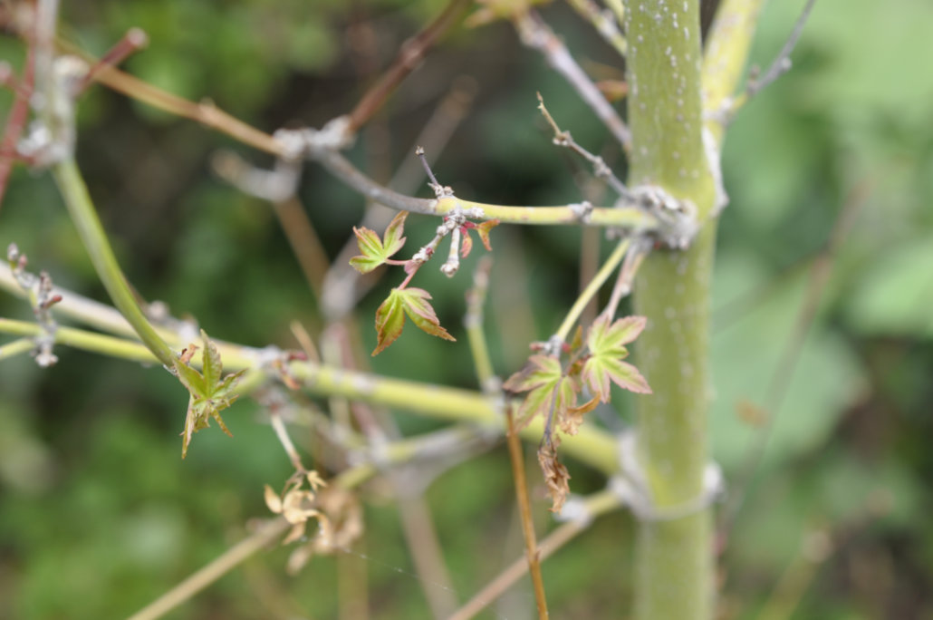 Dying Leaves on Jujube Trees