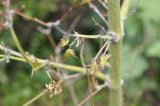 Regrowth on Japanese maple