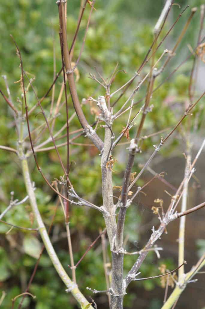 Dying Leaves on Jujube Trees