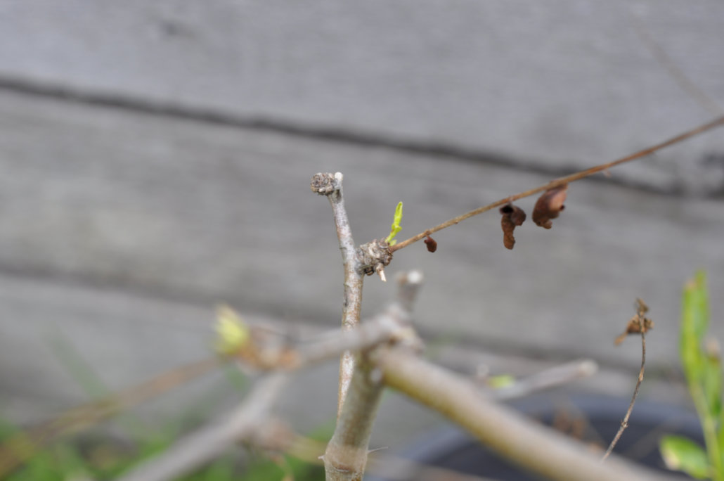 Dying Leaves on Jujube Trees