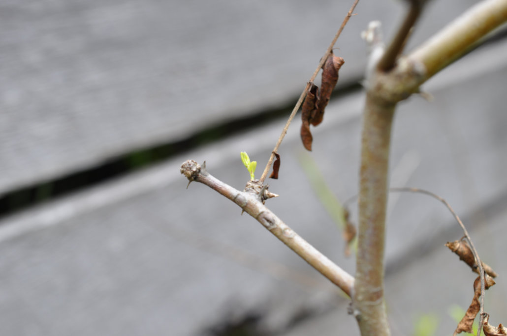 Dying Leaves on Jujube Trees