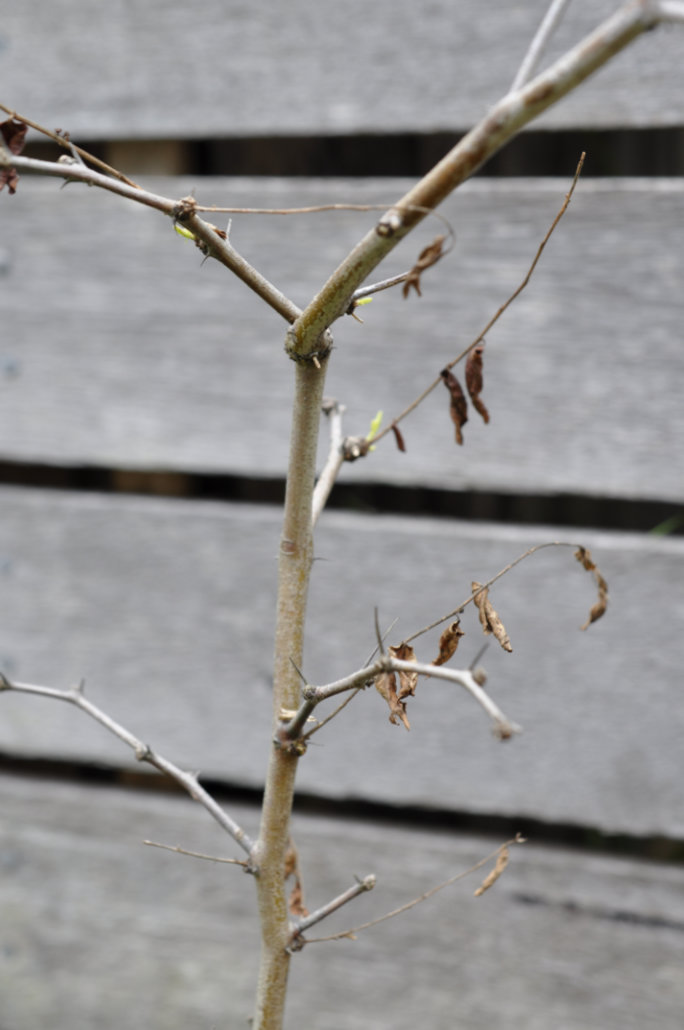 Dying Leaves on Jujube Trees