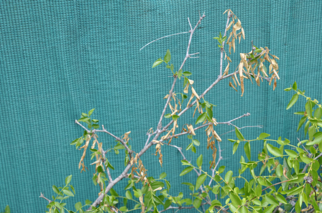 Dying Leaves on Jujube Trees