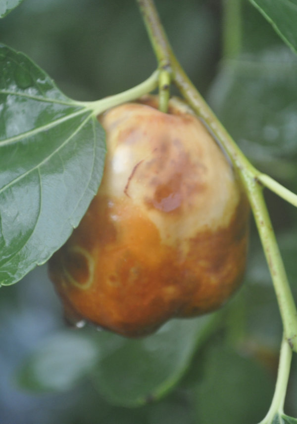 Advanced state of fruit fly-infested Li jujube fruit, 8th February 2020 Fruit Fly