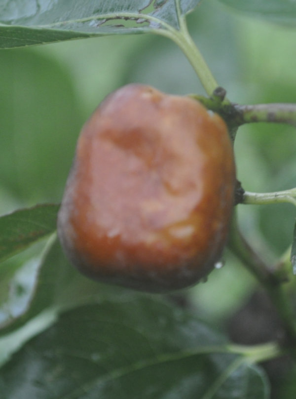 Advanced soft, pulpy appearance of fruit fly-infested Li jujube fruit, 8th February 2020 Fruit Fly