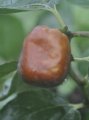 Advanced soft, pulpy appearance of fruit fly-infested Li jujube fruit, 8th February 2020