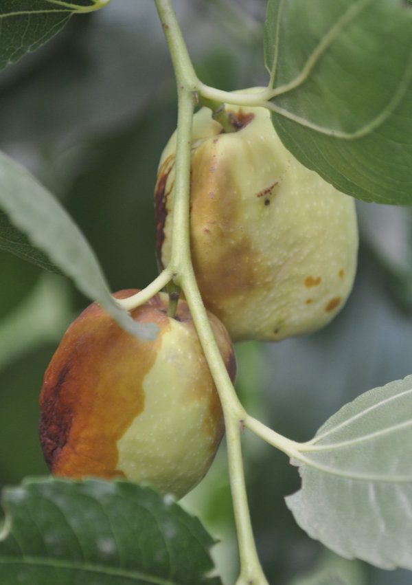 Bruised, pulpy appearance of fruit fly-infested Li jujube fruit, 5th February 2020 Fruit Fly