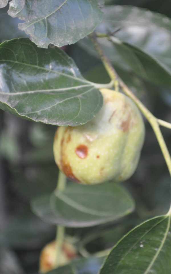 Fruit fly puncture wound on Li jujube fruit, 4th February 2020 Fruit Fly