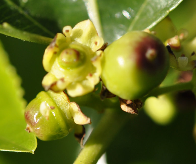 Jujube Fruit Anatomy