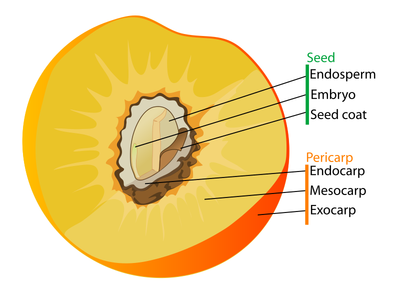 Jujube Fruit Anatomy