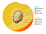 Anatomy of a Drupe Fruit