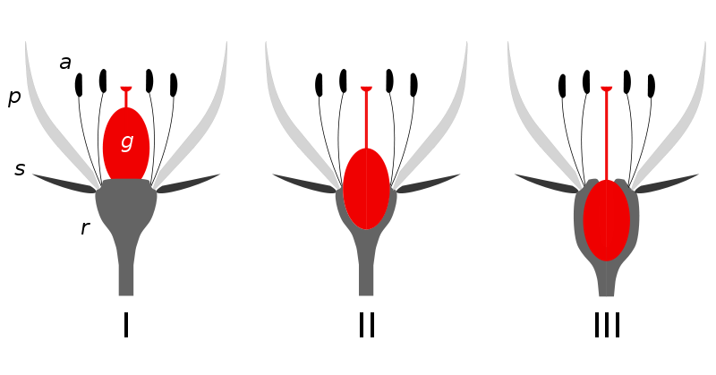 Jujube Fruit Anatomy