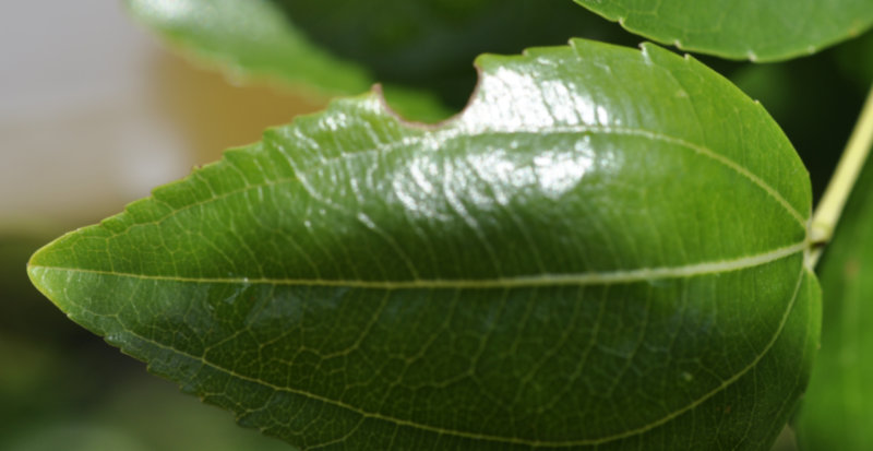 Chico leaf with hole from leafcutter bee Leafcutter Bees