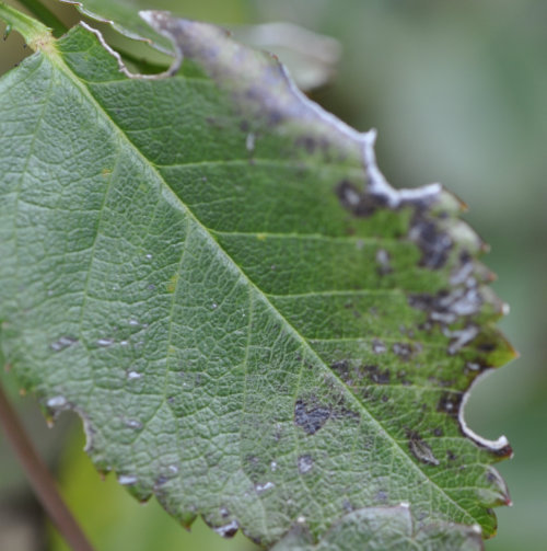 Rose leaf with holes from leafcutter bees Leafcutter Bees