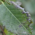 Rose leaf with holes from leafcutter bees