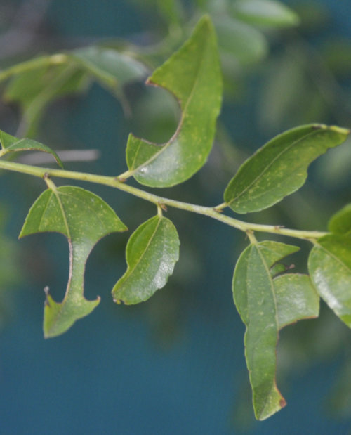 Signs of Leafcutter Bees Leafcutter Bees