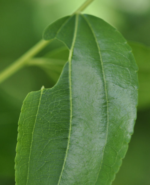 Suimen leaf with several holes from leafcutter bee activity Leafcutter Bees