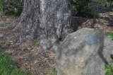Trunk base of the Lone Pine descendant, by commemorative plaque, located in the Wollongong Botanic Garden, Wollongong, NSW, Australia
