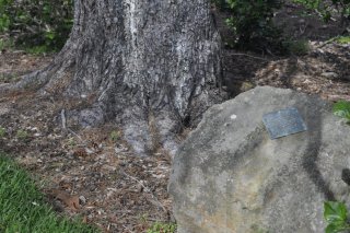 Lest We Forget: Anzac Day and The Lone Pine