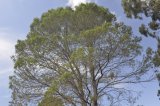 Canopy  of the Lone Pine descendant, located in the Wollongong Botanic Garden, Wollongong, NSW, Australia