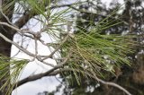Needles of the Lone Pine descendant, located in the Wollongong Botanic Garden, Wollongong, NSW, Australia