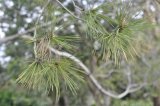 Needles of the Lone Pine descendant, located in the Wollongong Botanic Garden, Wollongong, NSW, Australia