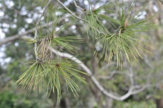 Lest We Forget: Anzac Day and The Lone Pine