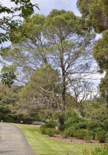 Lest We Forget: Anzac Day and The Lone Pine