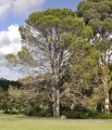 A descendant of The Lone Pine of Gallipoli, located in the Wollongong Botanic Garden, Wollongong, NSW, Australia