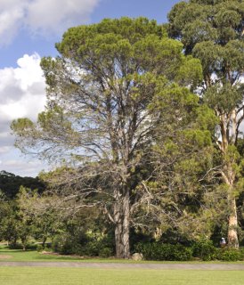 Lest We Forget: Anzac Day and The Lone Pine