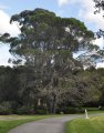 A descendant of The Lone Pine of Gallipoli, located in the Wollongong Botanic Garden, Wollongong, NSW, Australia