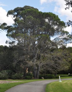 Lest We Forget: Anzac Day and The Lone Pine