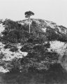 The Lone Pine, Gallipoli
