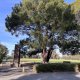Lone Pine descendant, Wattle Park, Melbourne, Victoria, Australia