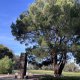 Lone Pine descendant, Wattle Park, Melbourne, Victoria, Australia