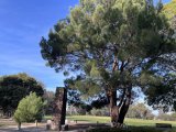 Lone Pine descendant, Wattle Park, Melbourne, Victoria, Australia